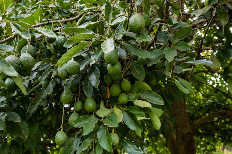 Avocado Fruits Growing On Tree