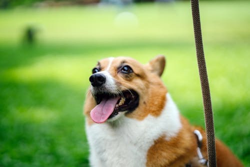 Free Selective Focus Photography of Tan and White Welsh Corgi With Brown Leash Standing on Green Grass Stock Photo