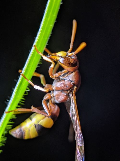 Free Close-up of a wasp perched on a green leaf against a black background. Stock Photo