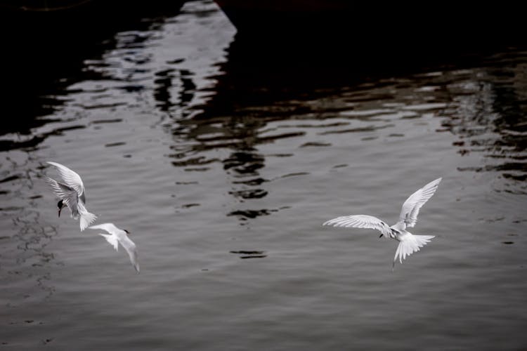 Photo Of White Birds Flying