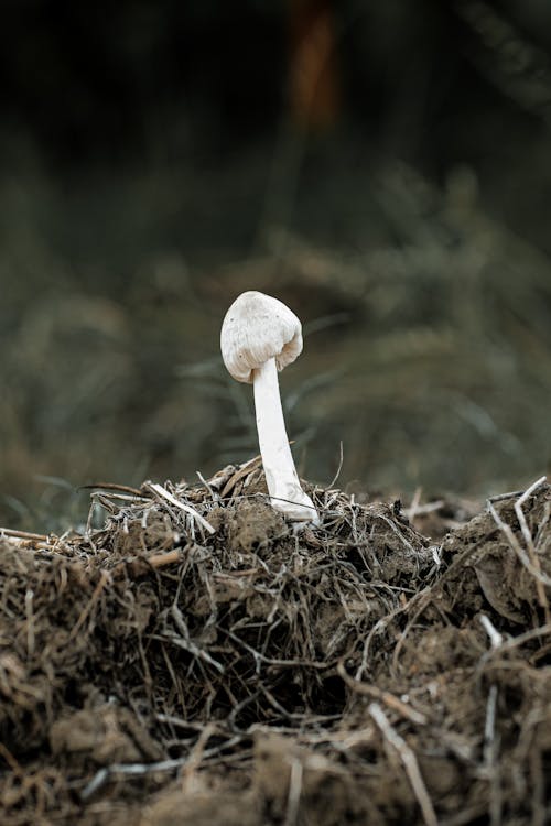 White Mushroom on Brown Dried Grass