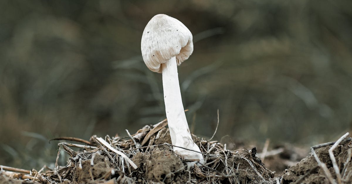 Where does meiosis occur in a mushroom Quizlet