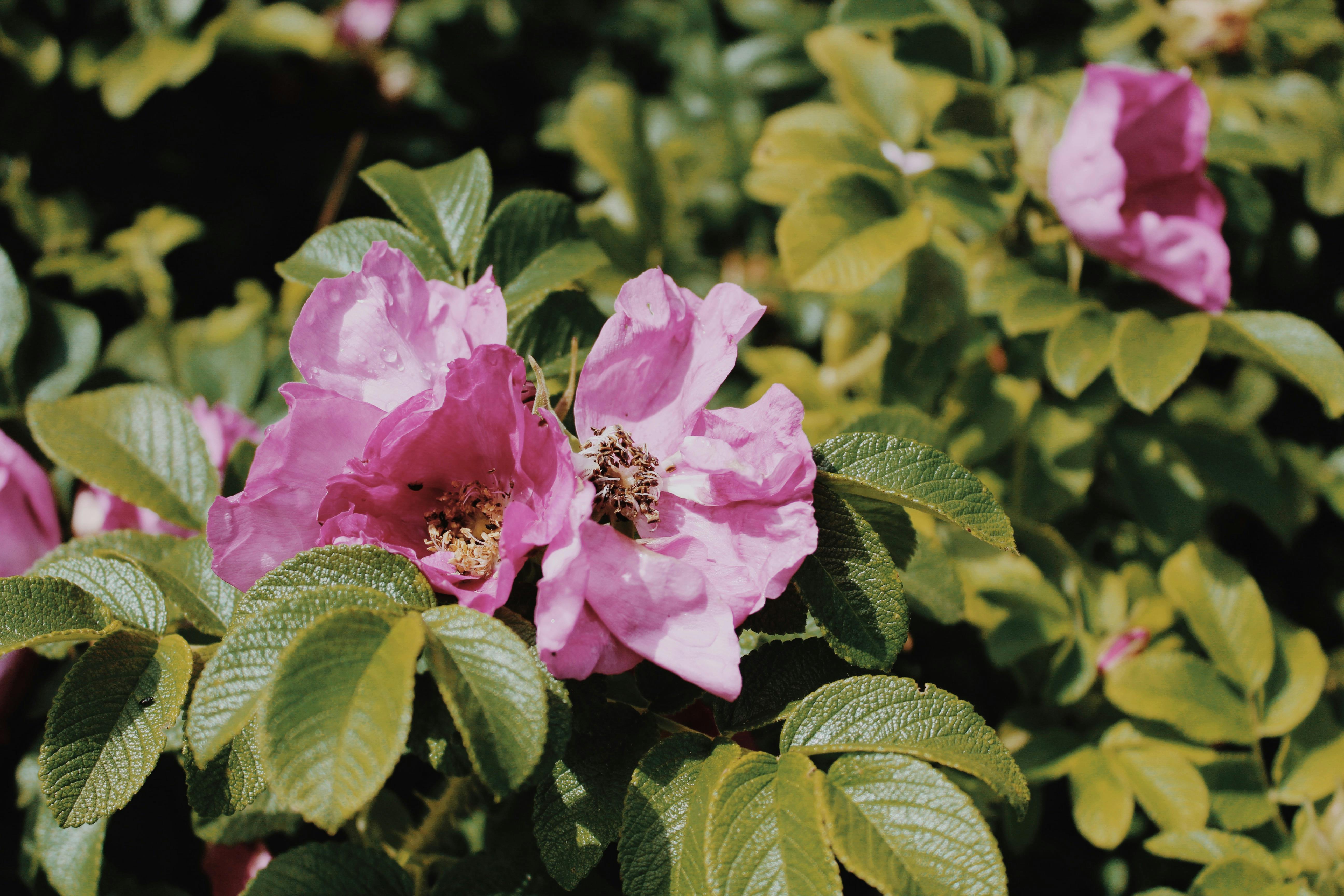 Close-up Photo of Pink Garden Rose Flowers · Free Stock Photo