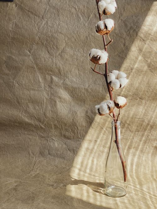 Free A cotton branch elegantly displayed in a glass vase with a light brown background. Stock Photo