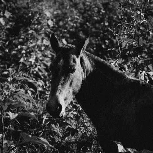 Free A captivating black and white photo of a horse in a natural setting, showcasing its majestic beauty. Stock Photo