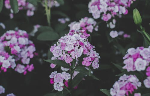 Pembe Beyaz Phlox çiçekler