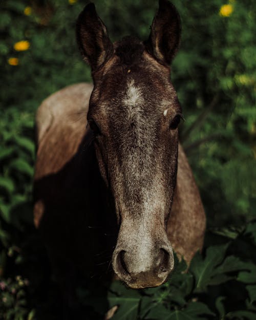 Δωρεάν στοκ φωτογραφιών με άλογο, για άλογα, ζώο