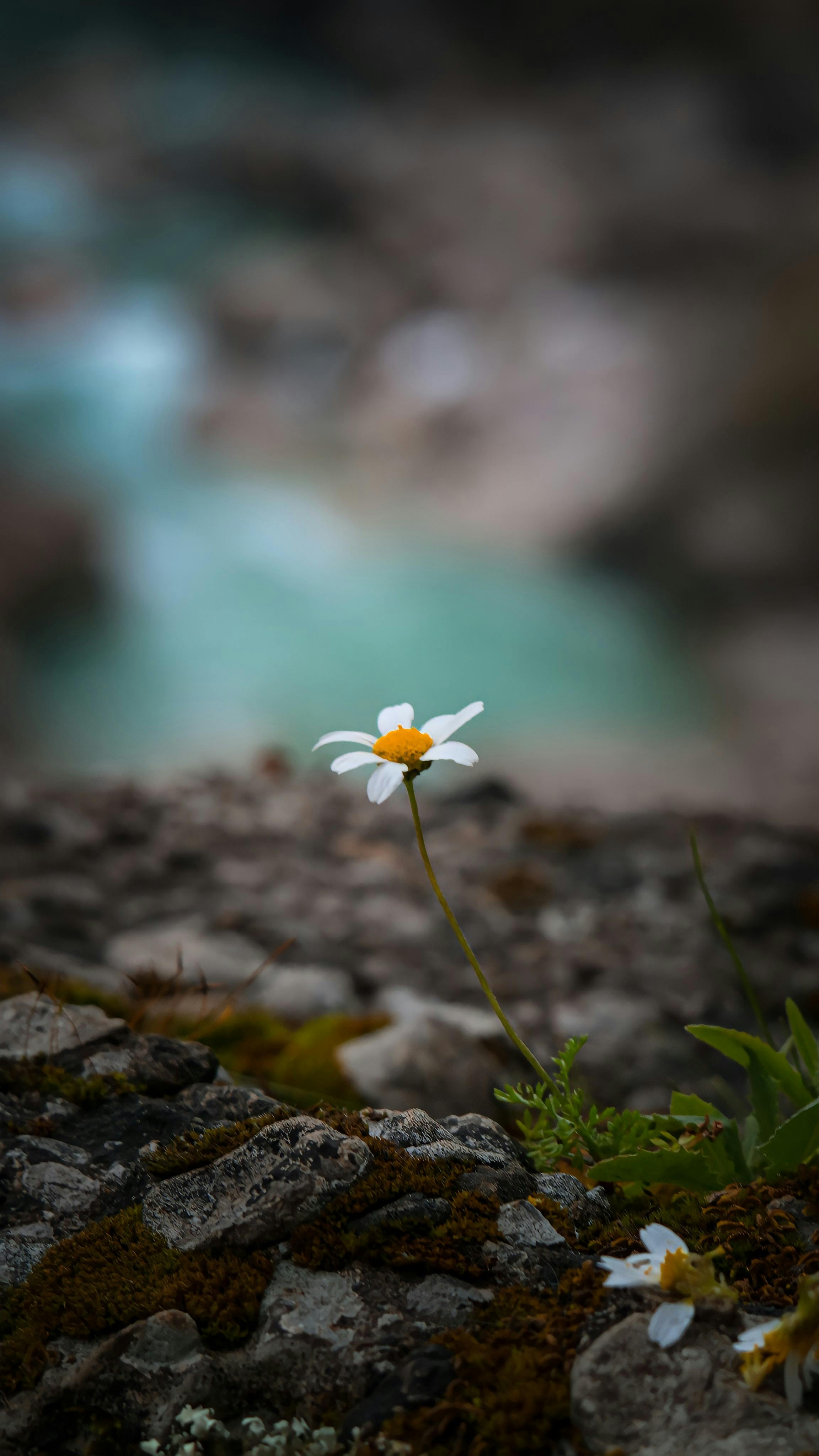 Seeds of change Male hand planting, cultivating hope and growth in nature  Vertical Mobile Wallpaper AI Generated 30318256 Stock Photo at Vecteezy