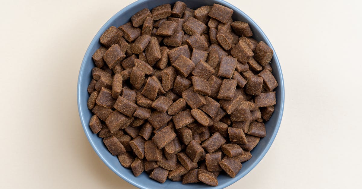 Grain Free Dog Food Risks: A 2025 Update Grain Free Dog Food Risks: A 2025 Update