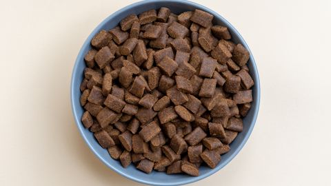 Corn-Free Dog Food: What Changes, What Doesn’t, and How to Read the Label