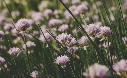 Gros Plan De La Photographie De Fleurs Lilas