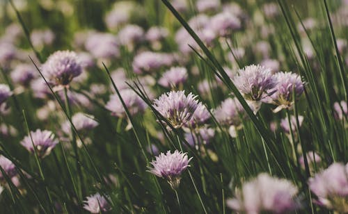 Close Up Photography of Lilac Flowers