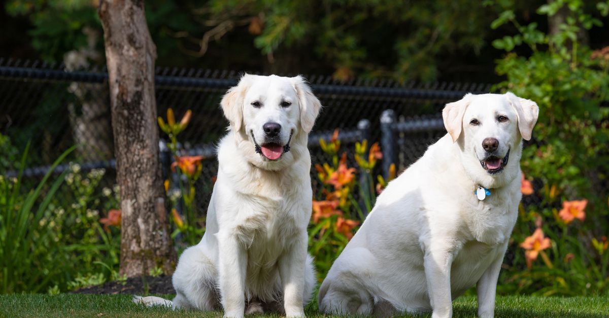 The Ultimate Guide to Pet Nutrition: Feeding Your Furry Friends Right