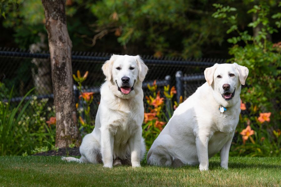 Two golden retrievers sitting on green grass in a backyard