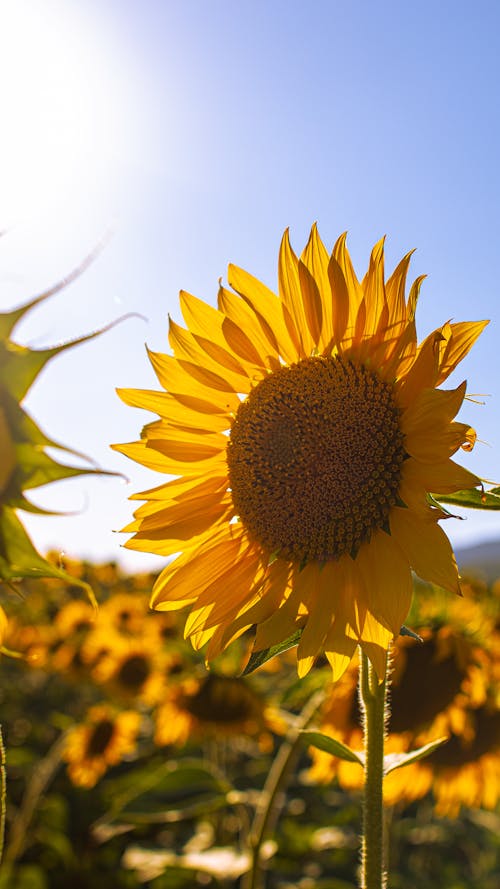 Imagine de stoc gratuită din câmp, floarea-soarelui, fotografiere verticală