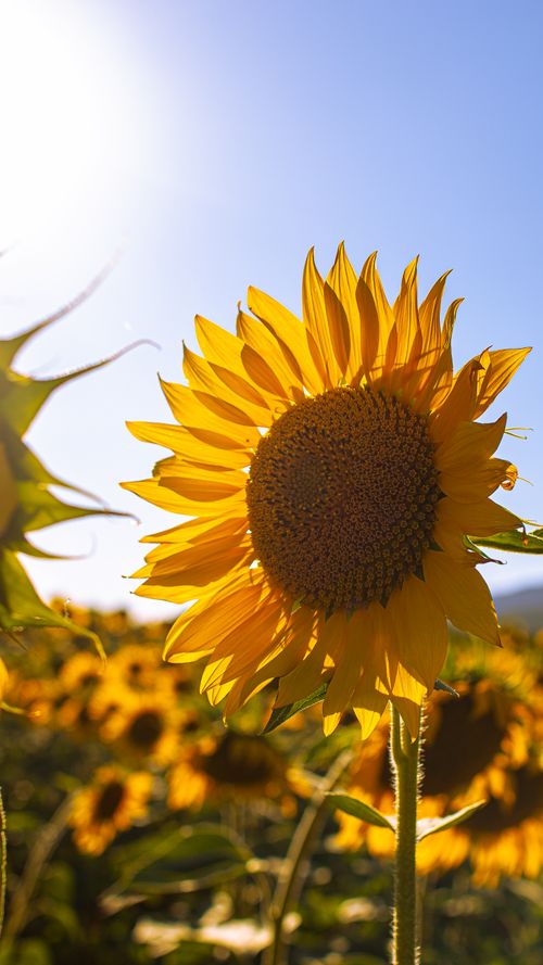 Free Bright sunflowers in a vibrant Merzifon field, capturing the essence of summer. Stock Photo