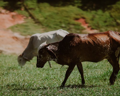 Ilmainen kuvapankkikuva tunnisteilla cattles, eläimet, eläinkuvaus