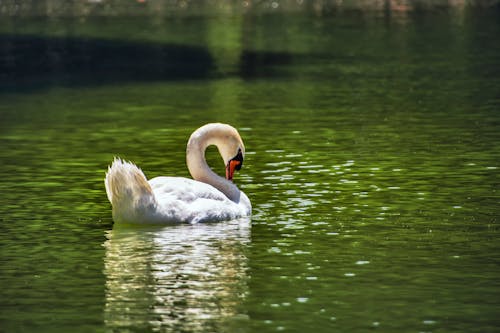 Foto d'estoc gratuïta de aigua, animal, au