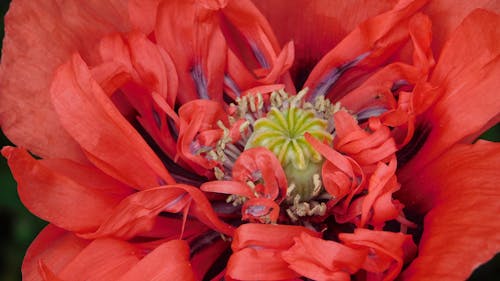 Close-Up Shot of a Blooming Red Flower