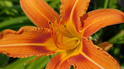 Free orange lily Stock Photo