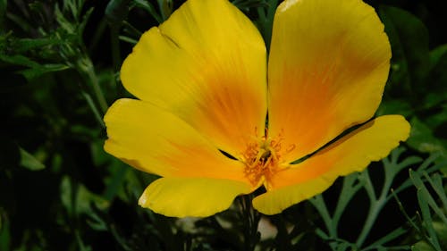 Free yellow flower Stock Photo