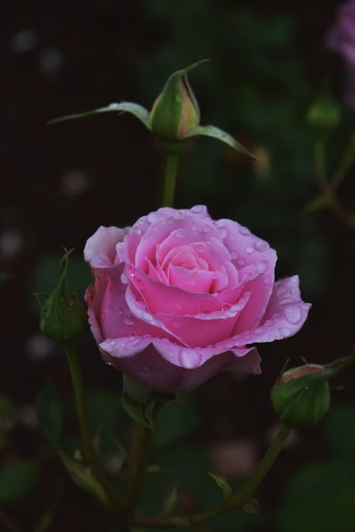 Základová fotografie zdarma na téma botanický, dešťové kapky, detail