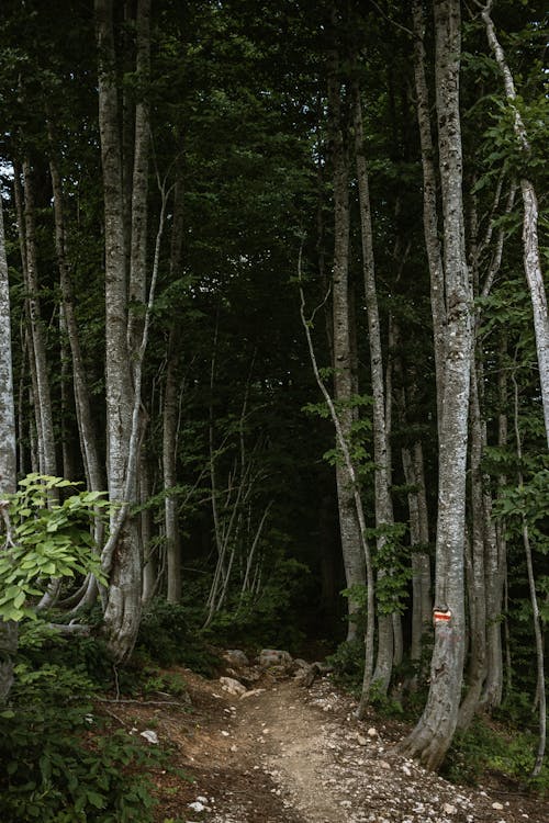 垂直拍摄, 小路, 森林 的 免费素材图片