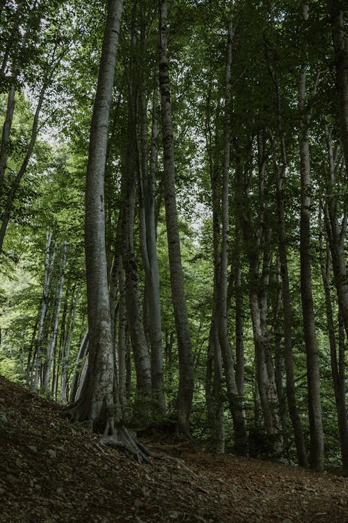 Immagine gratuita di alberi verdi, boschi, foresta