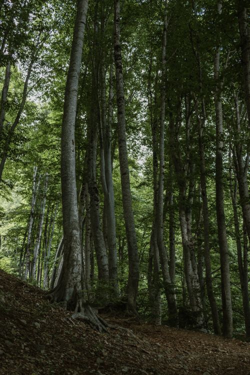 Free Serene tall green trees in a dense forest captured on a summer day. Stock Photo