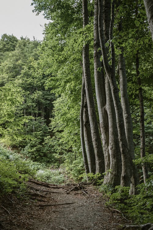 Gratis stockfoto met Bos, bossen, natuur