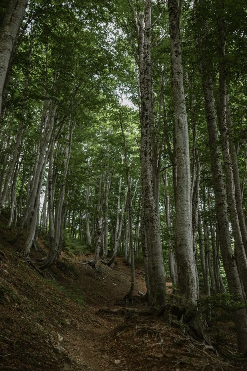 Free Beautiful low-angle view of a dense forest with tall green trees in springtime. Stock Photo