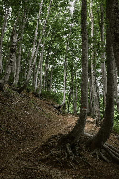 ağaçlar, dikey atış, doğa içeren Ücretsiz stok fotoğraf