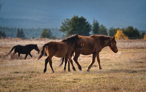 Fotos de stock gratuitas de al aire libre, animales, caballos