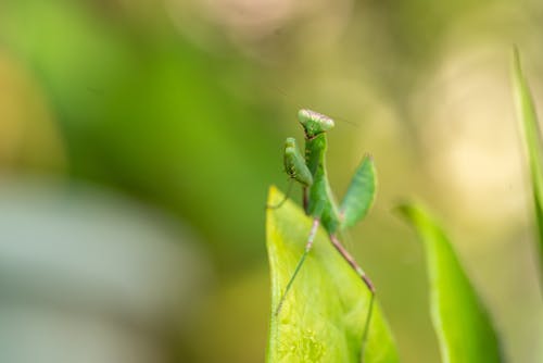 カマキリ, ボケ, マクロ撮影の無料の写真素材