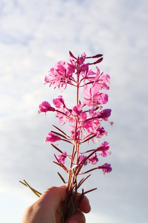 Close-Up Shot of a Person Holding Fireweed Flowers