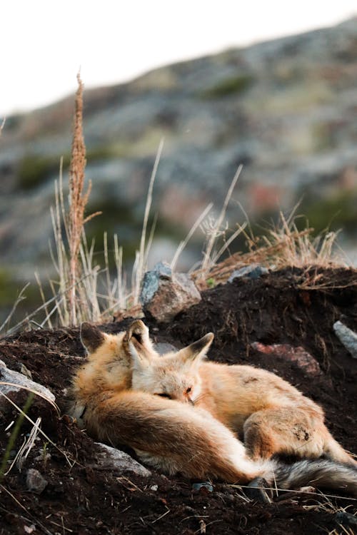 Photograph of Foxes Sleeping