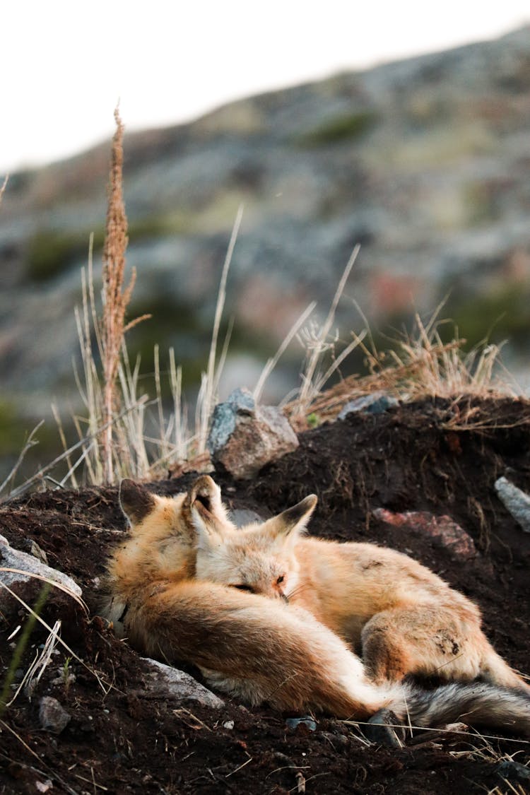 Photograph Of Foxes Sleeping