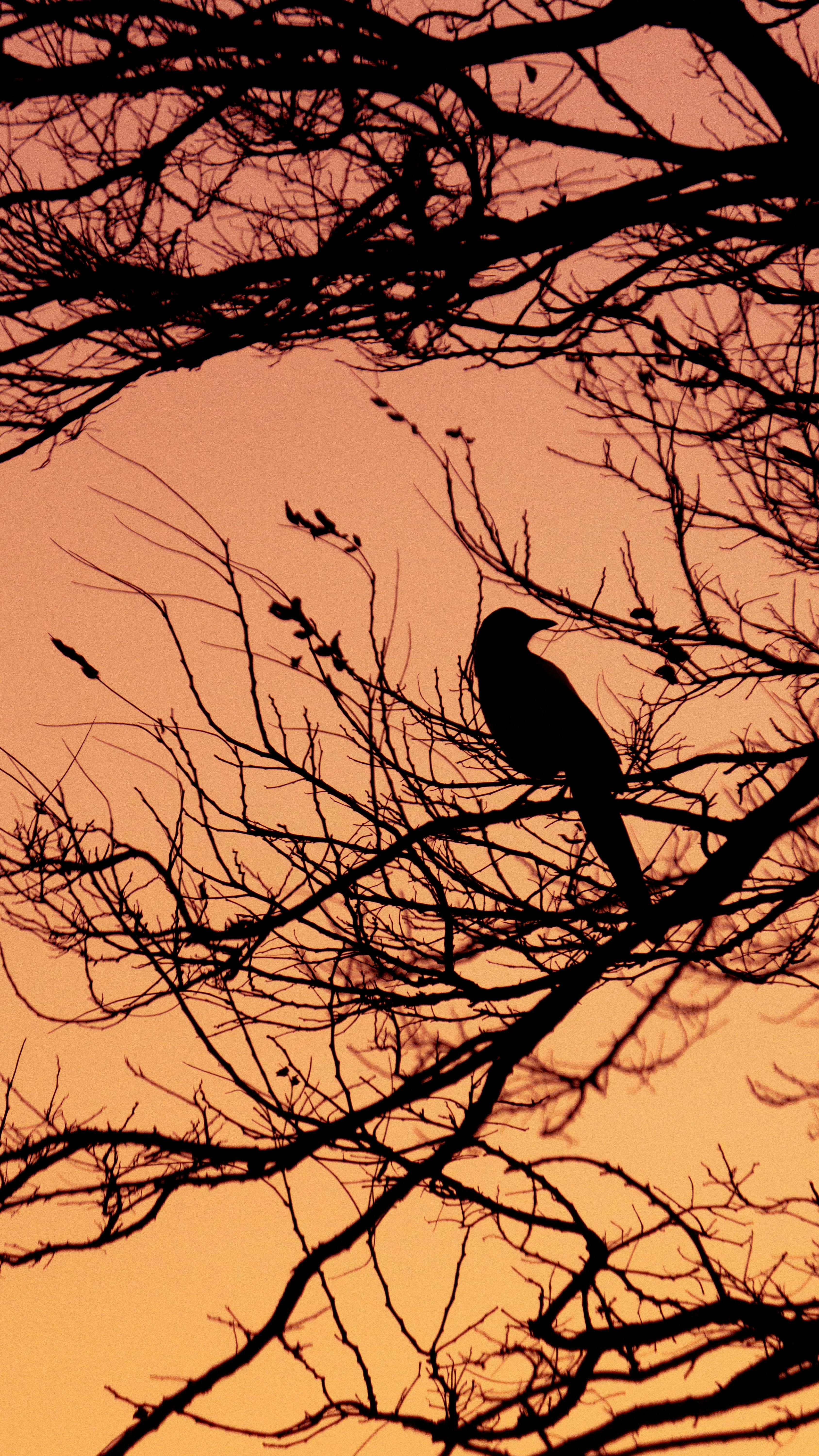 bird and tree silhouette