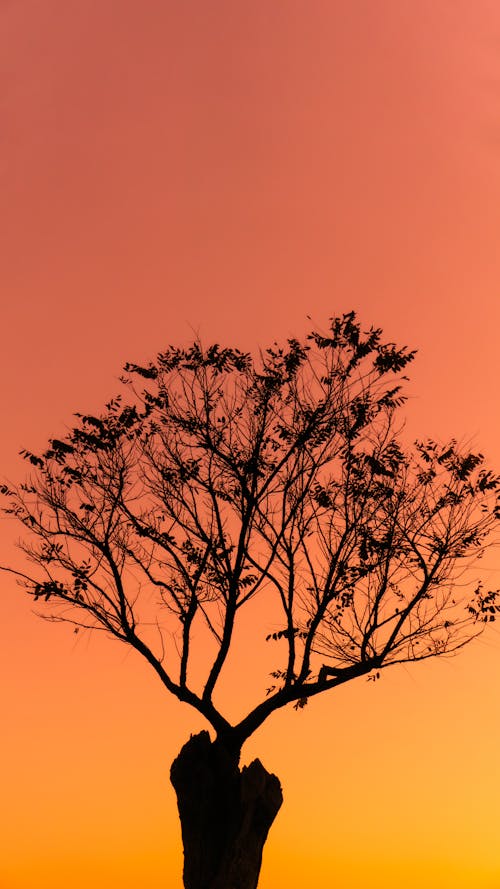 бесплатная Бесплатное стоковое фото с вертикальный выстрел, восход, дерево Стоковое фото