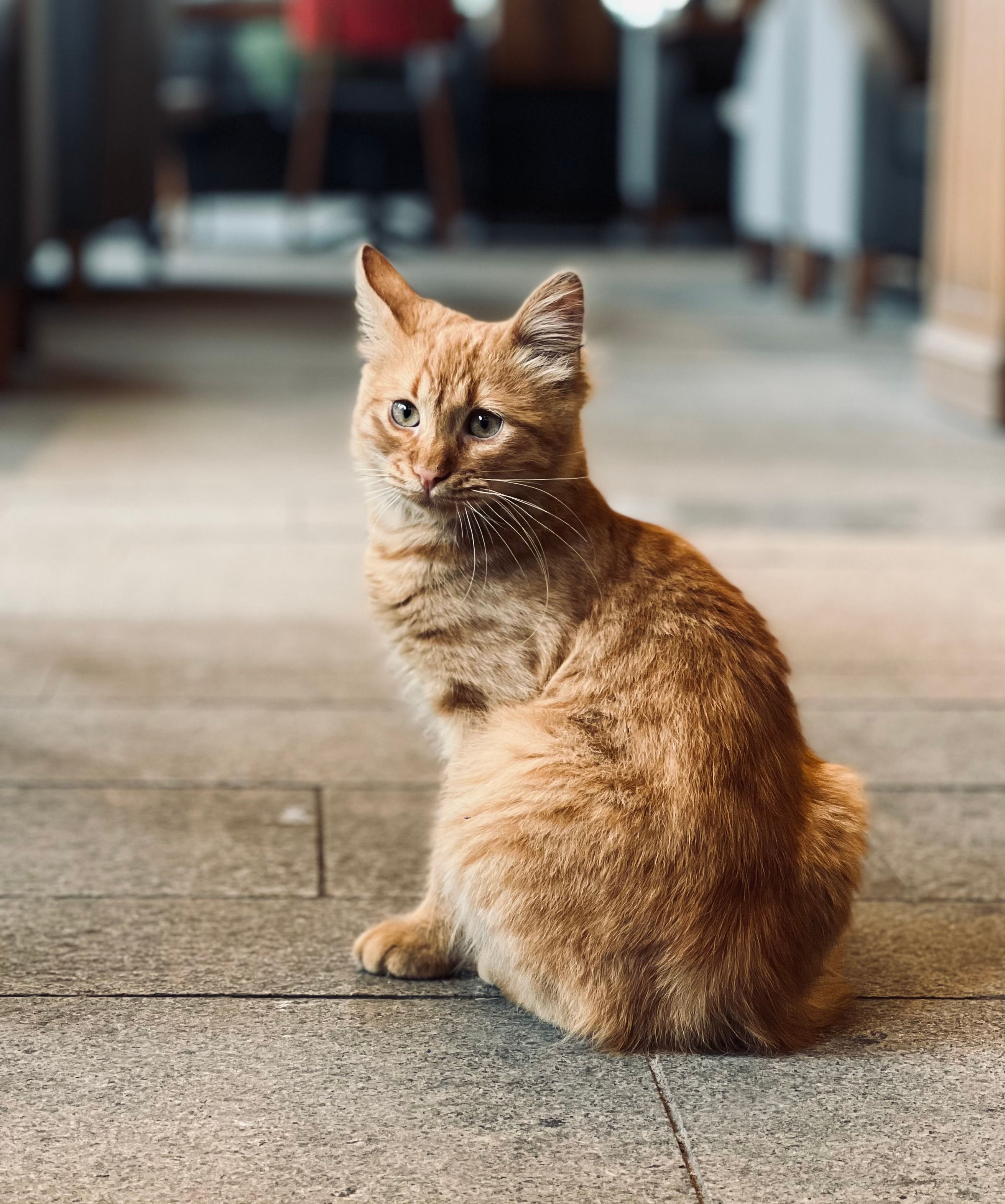 Close-Up Shot of an Orange Tabby Cat Sitting on Concrete Floor · Free ...
