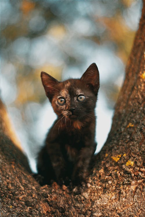 Foto d'estoc gratuïta de animal, bokeh, branca d'arbre