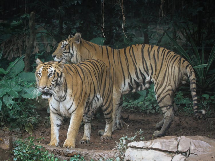 Tigers Walking On Brown Soil