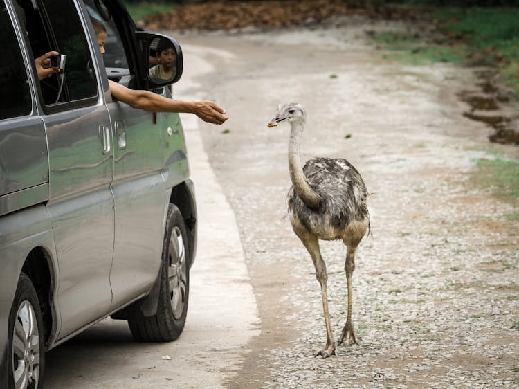 Hand Feeding A Common Ostrich