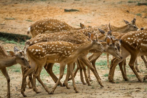 Ingyenes stockfotó állatkert, állatok, chital témában