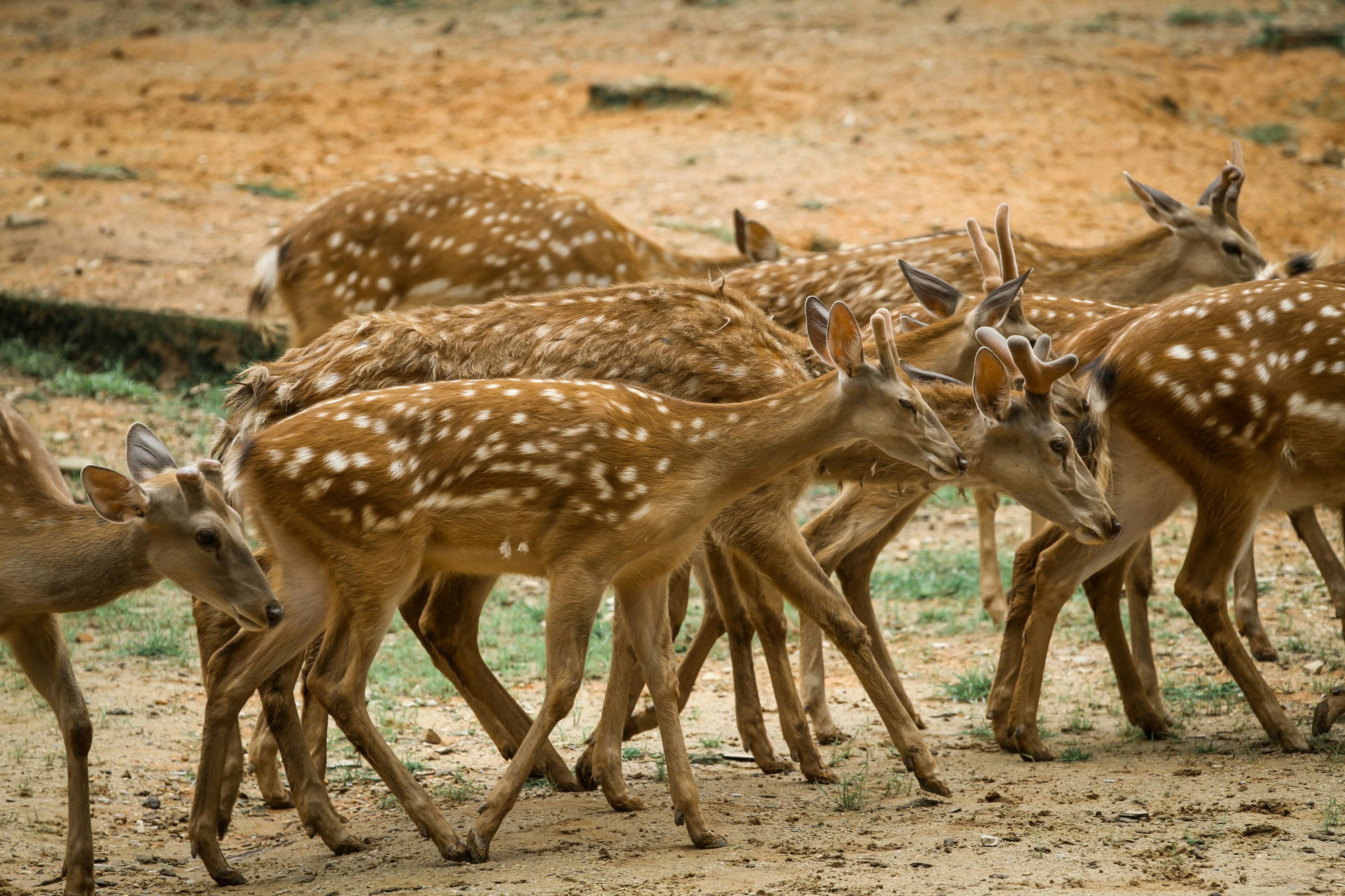 spotted deer