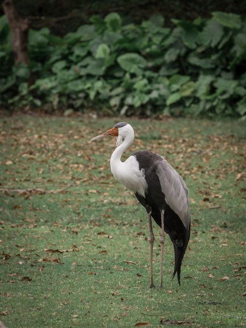 Free Serene wattled crane standing amidst lush green foliage, embodying elegance in nature. Stock Photo