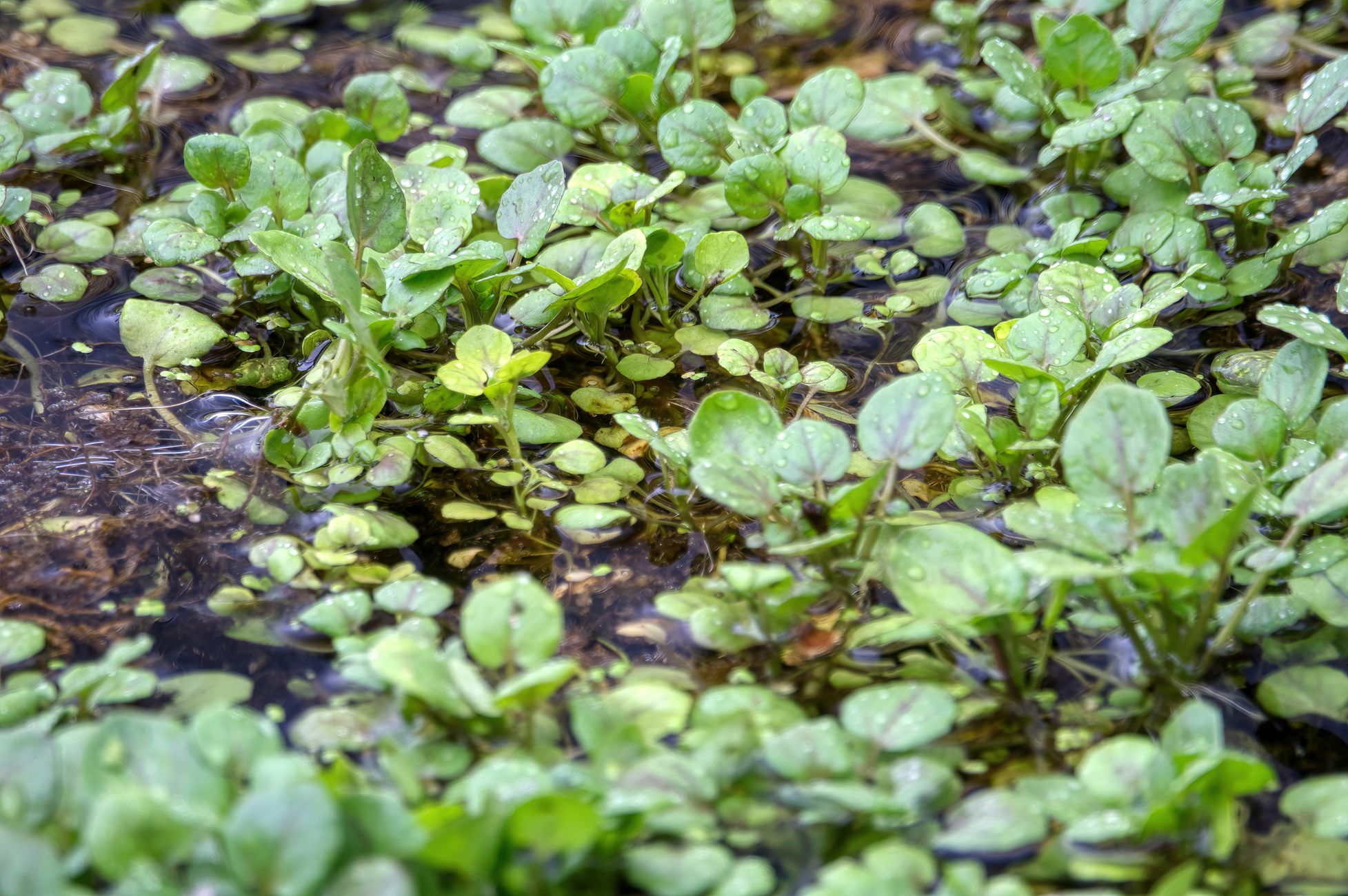 Waterteunisbloem verstikt andere waterplanten
