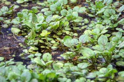 Fresh watercress greens showing vibrant green leaves and stems