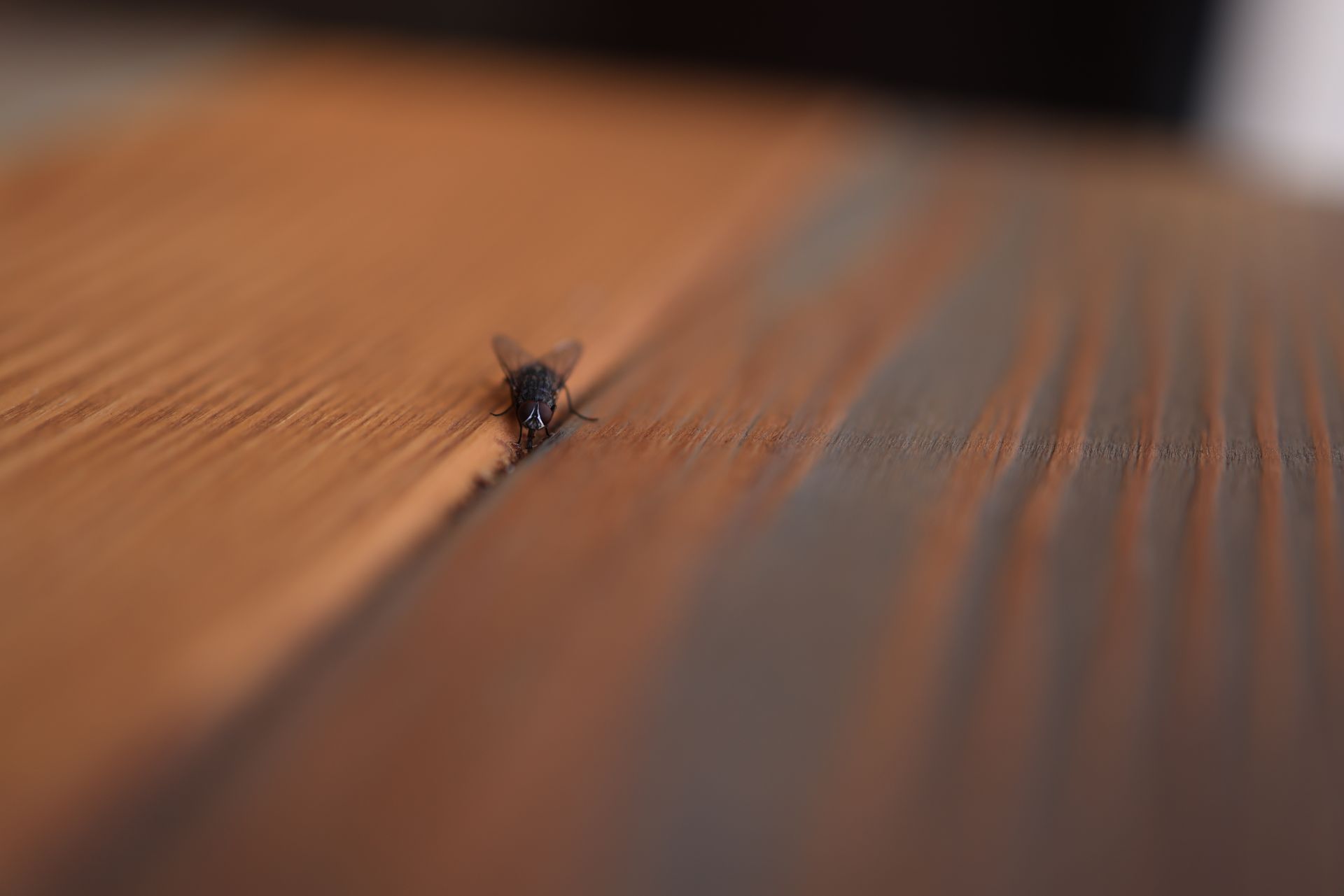 Close-up macro photo of a fly on a wooden surface emphasizing natural textures.
