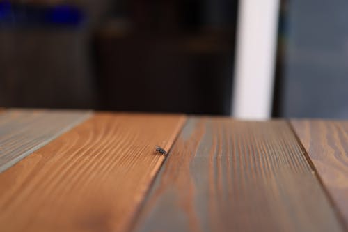 A Fly on a Wooden Surface 